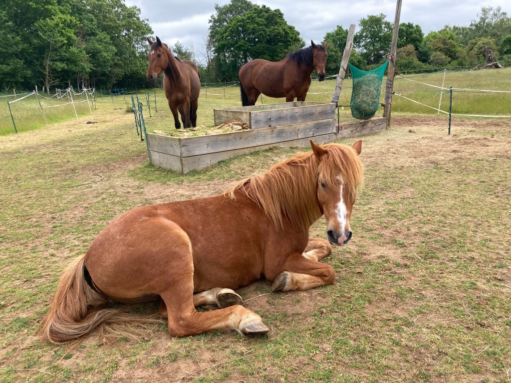 Treatment Benefits for Older&nbsp;Horses